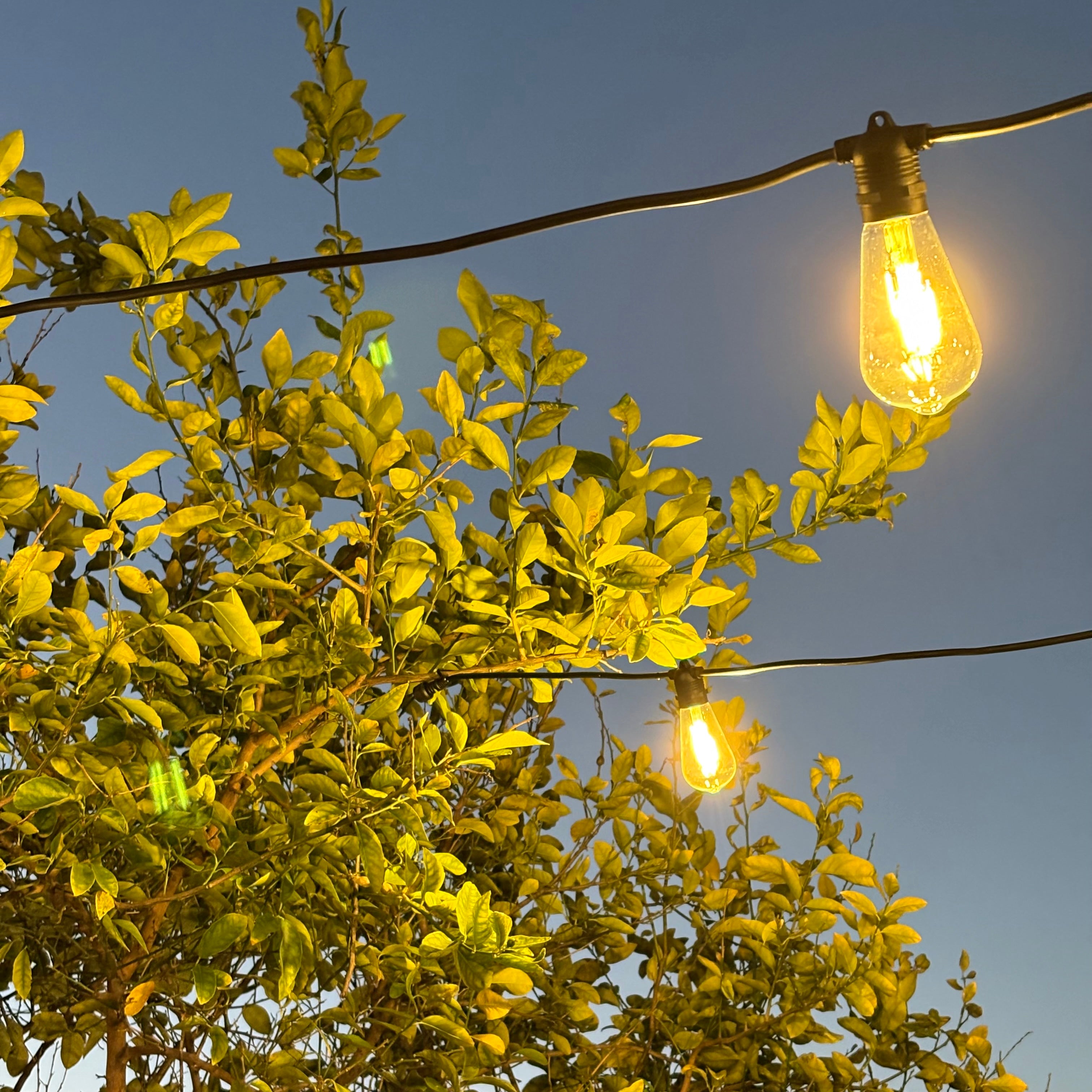 Festoon Light Kit - 100cm Globe Spacing | Black