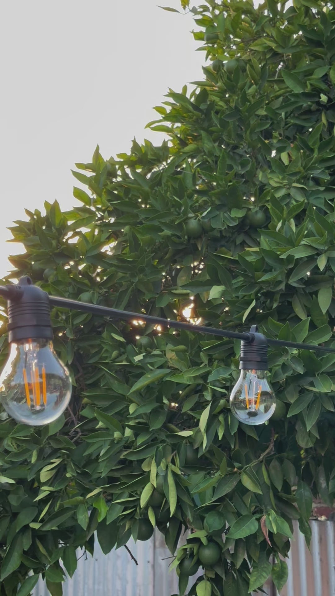 Festoon Light Kit - 50cm Globe Spacing | Black